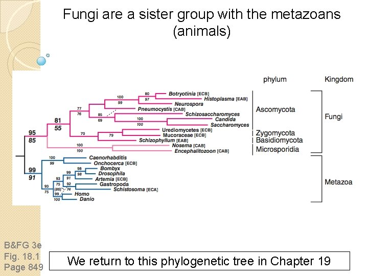 Fungi are a sister group with the metazoans (animals) B&FG 3 e Fig. 18.