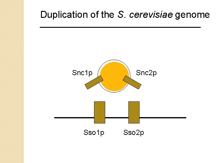Duplication of the S. cerevisiae genome Snc 1 p Sso 1 p Snc 2