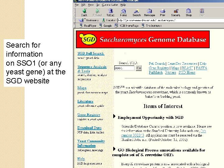 Search for information on SSO 1 (or any yeast gene) at the SGD website