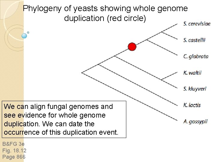 Phylogeny of yeasts showing whole genome duplication (red circle) We can align fungal genomes