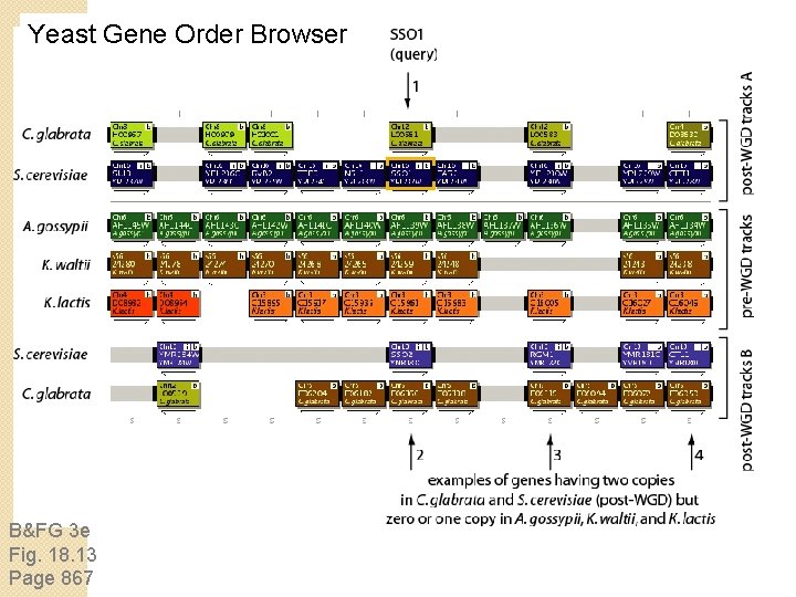 Yeast Gene Order Browser B&FG 3 e Fig. 18. 13 Page 867 