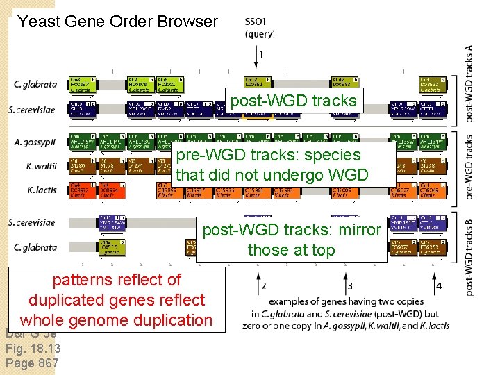 Yeast Gene Order Browser post-WGD tracks pre-WGD tracks: species that did not undergo WGD