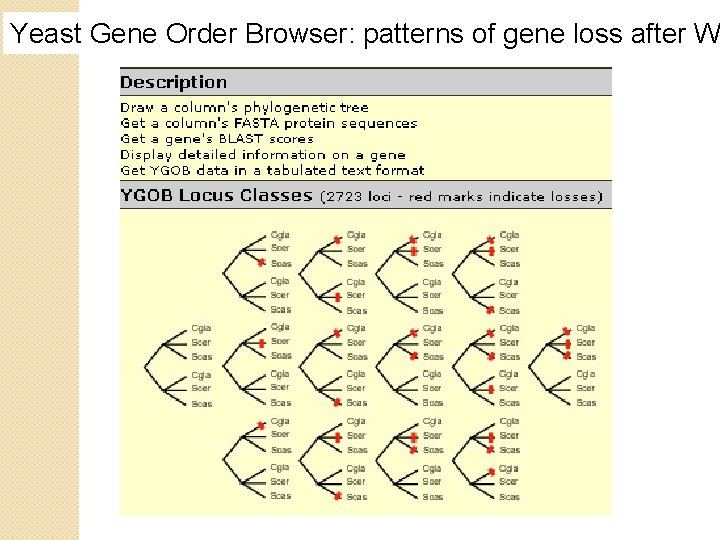 Yeast Gene Order Browser: patterns of gene loss after W 