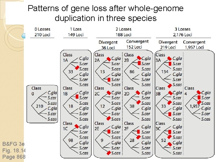 Patterns of gene loss after whole-genome duplication in three species B&FG 3 e Fig.