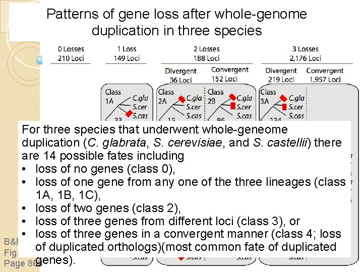 Patterns of gene loss after whole-genome duplication in three species For three species that