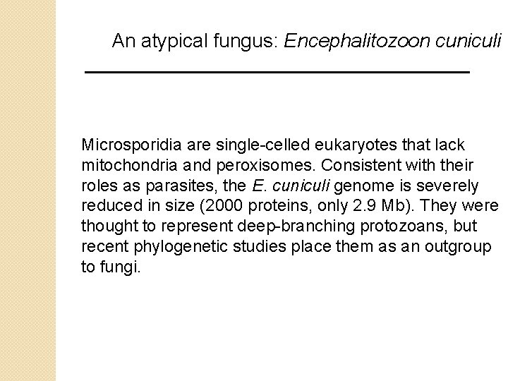 An atypical fungus: Encephalitozoon cuniculi Microsporidia are single-celled eukaryotes that lack mitochondria and peroxisomes.