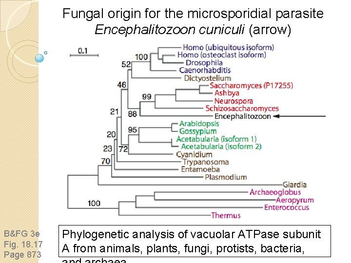 Fungal origin for the microsporidial parasite Encephalitozoon cuniculi (arrow) B&FG 3 e Fig. 18.