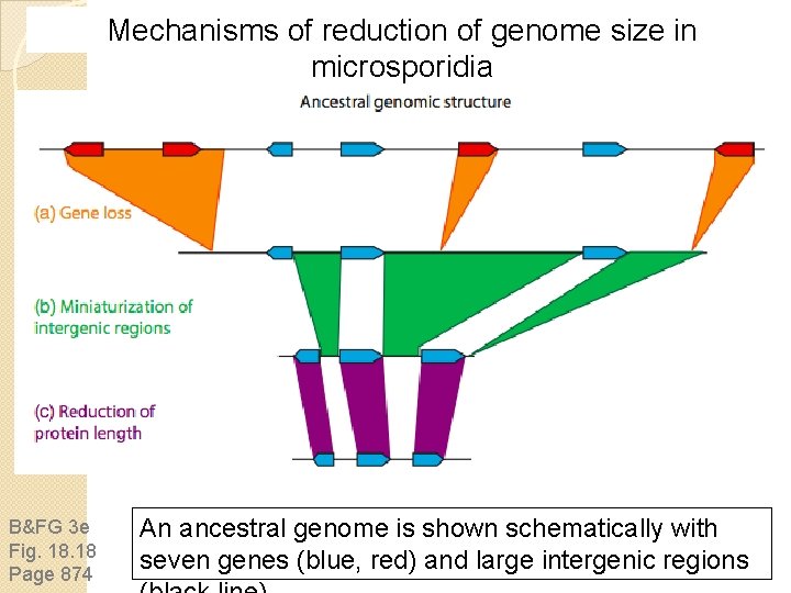 Mechanisms of reduction of genome size in microsporidia B&FG 3 e Fig. 18 Page