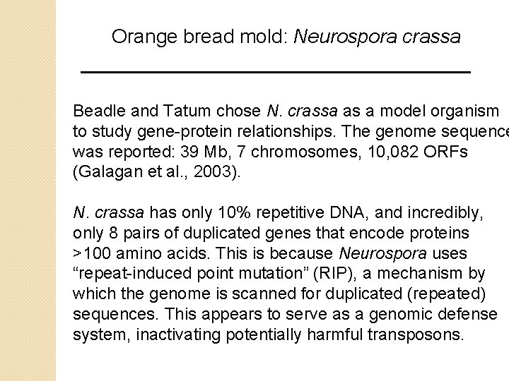Orange bread mold: Neurospora crassa Beadle and Tatum chose N. crassa as a model