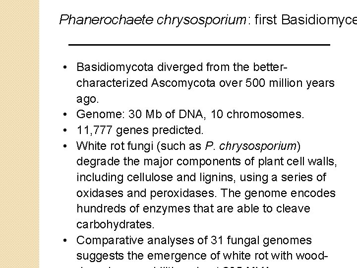 Phanerochaete chrysosporium: first Basidiomyce • Basidiomycota diverged from the bettercharacterized Ascomycota over 500 million