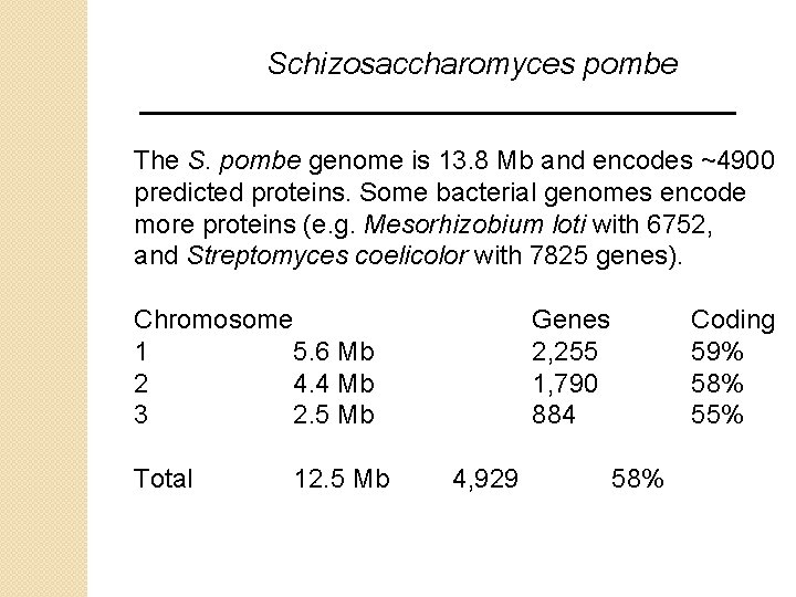 Schizosaccharomyces pombe The S. pombe genome is 13. 8 Mb and encodes ~4900 predicted