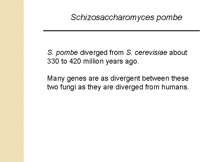Schizosaccharomyces pombe S. pombe diverged from S. cerevisiae about 330 to 420 million years