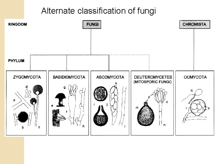 Alternate classification of fungi 