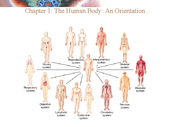 Chapter 1: The Human Body: An Orientation 
