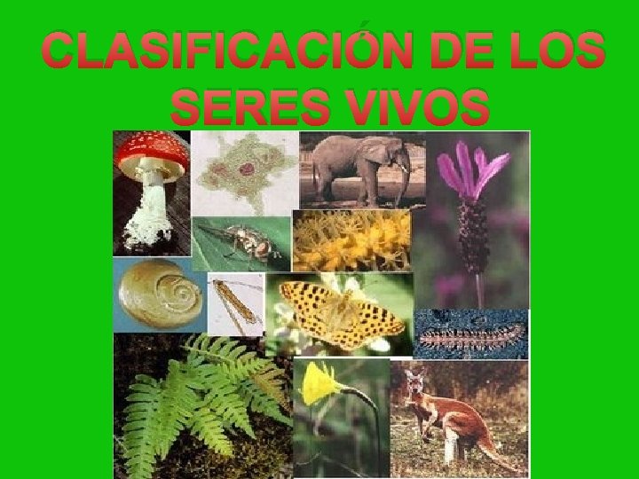 CLASIFICACIÓN DE LOS SERES VIVOS 