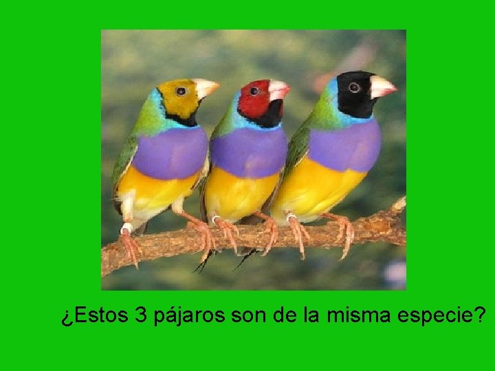 ¿Estos 3 pájaros son de la misma especie? 