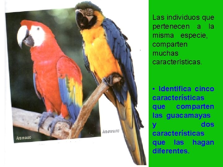 Las individuos que pertenecen a la misma especie, comparten muchas características. • Identifica cinco