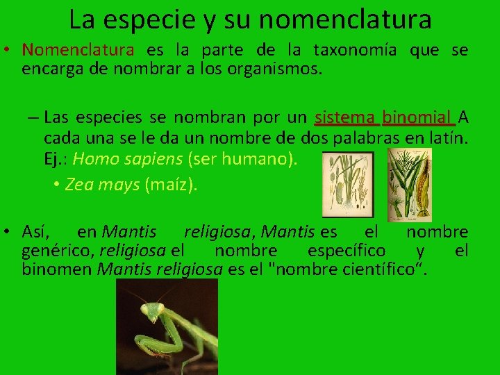 La especie y su nomenclatura • Nomenclatura es la parte de la taxonomía que