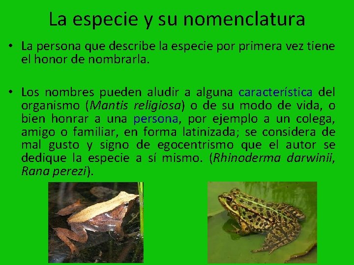 La especie y su nomenclatura • La persona que describe la especie por primera