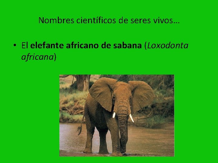 Nombres científicos de seres vivos… • El elefante africano de sabana (Loxodonta africana) 