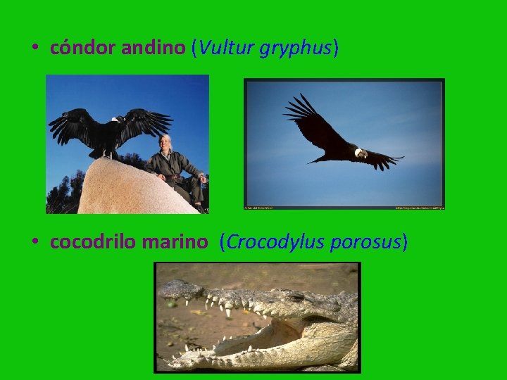  • cóndor andino (Vultur gryphus) • cocodrilo marino (Crocodylus porosus) 