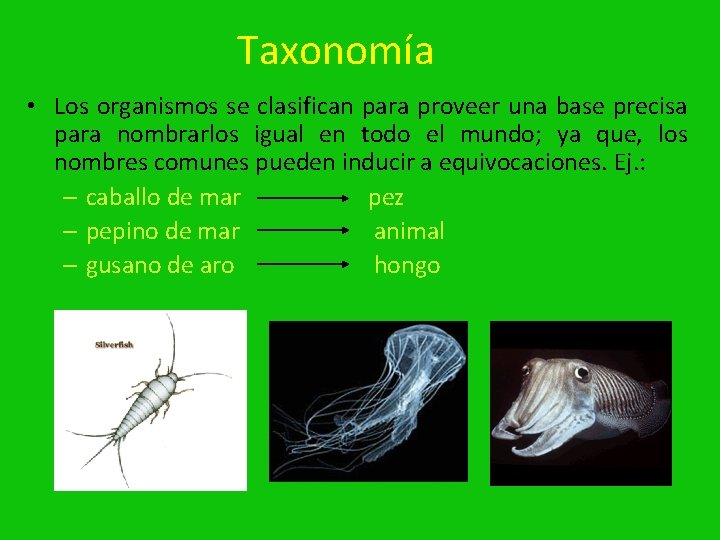 Taxonomía • Los organismos se clasifican para proveer una base precisa para nombrarlos igual
