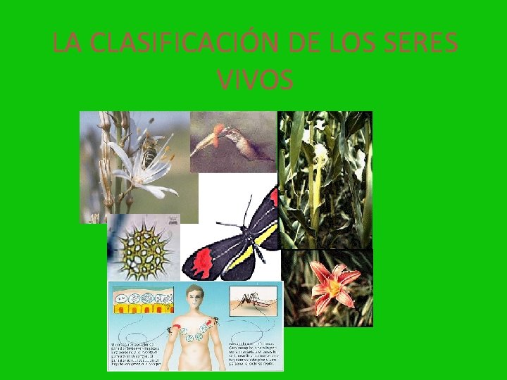 LA CLASIFICACIÓN DE LOS SERES VIVOS 