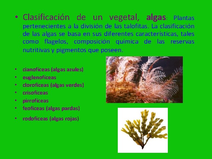  • Clasificación de un vegetal, algas: Plantas pertenecientes a la división de las