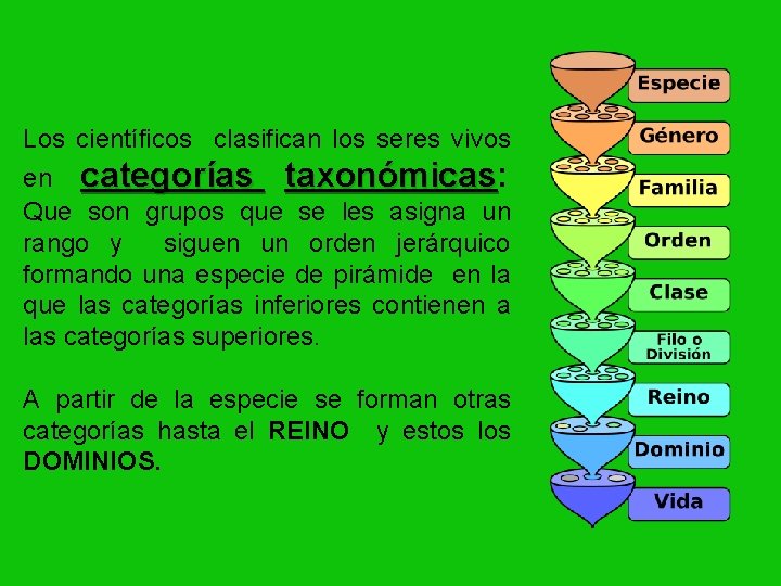 Los científicos clasifican los seres vivos en categorías taxonómicas: taxonómicas Que son grupos que