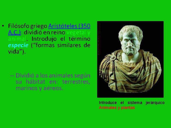  • Filósofo griego Aristóteles (350 A. C. ): dividió en reino vegetal y