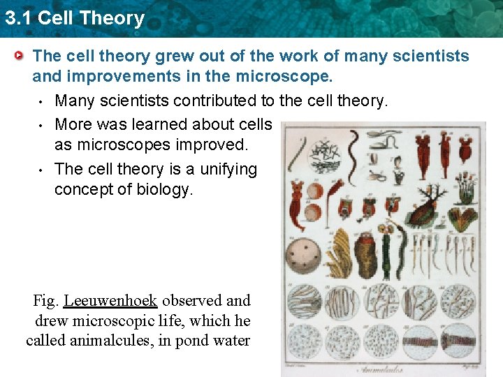 3 1 Cell Theory KEY CONCEPT Cells are