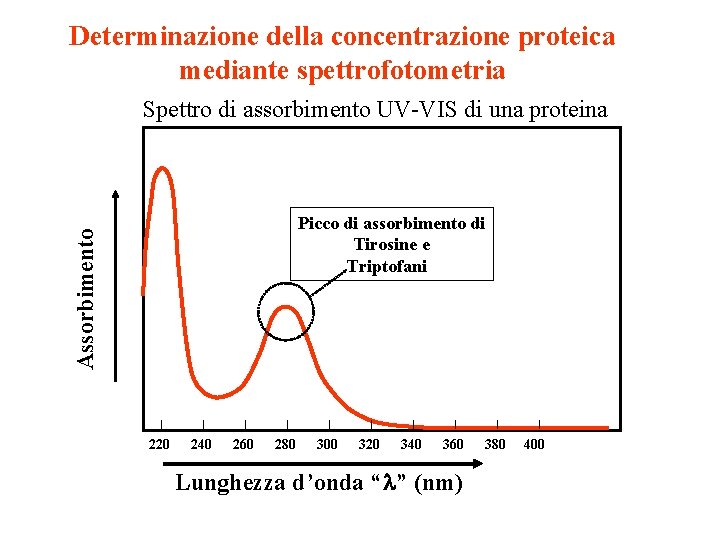 Determinazione della concentrazione proteica mediante spettrofotometria Spettro di assorbimento UV-VIS di una proteina Assorbimento