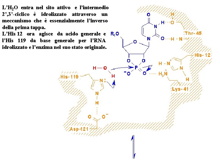 L’H 2 O entra nel sito attivo e l’intermedio 2’, 3’-ciclico è idrolizzato attraverso