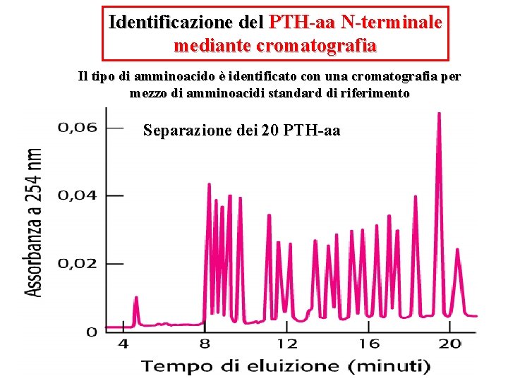 Identificazione del PTH-aa N-terminale mediante cromatografia Il tipo di amminoacido è identificato con una