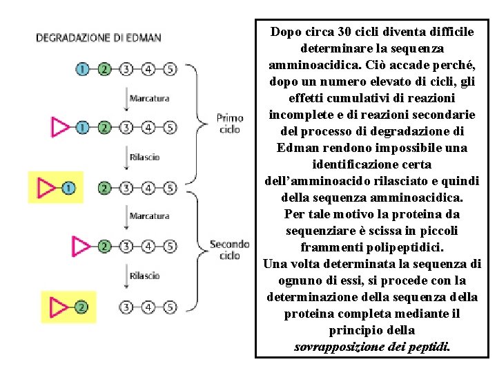 Dopo circa 30 cicli diventa difficile determinare la sequenza amminoacidica. Ciò accade perché, dopo