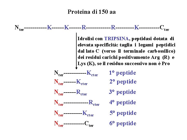 Proteina di 150 aa Nter------K------R------R-----K-----Cter Idrolisi con TRIPSINA, peptidasi dotata di elevata specificità: taglia