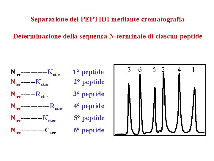 Separazione dei PEPTIDI mediante cromatografia Determinazione della sequenza N-terminale di ciascun peptide Nter------Kcter 1°