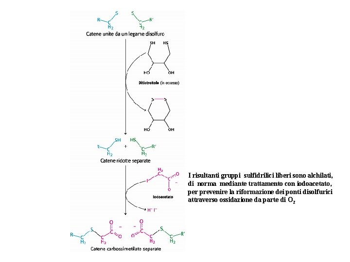 I risultanti gruppi sulfidrilici liberi sono alchilati, di norma mediante trattamento con iodoacetato, per
