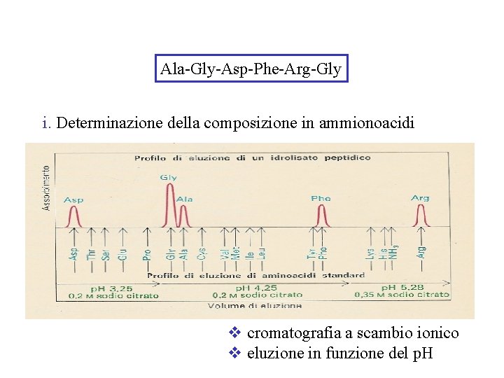 Ala-Gly-Asp-Phe-Arg-Gly i. Determinazione della composizione in ammionoacidi v cromatografia a scambio ionico v eluzione