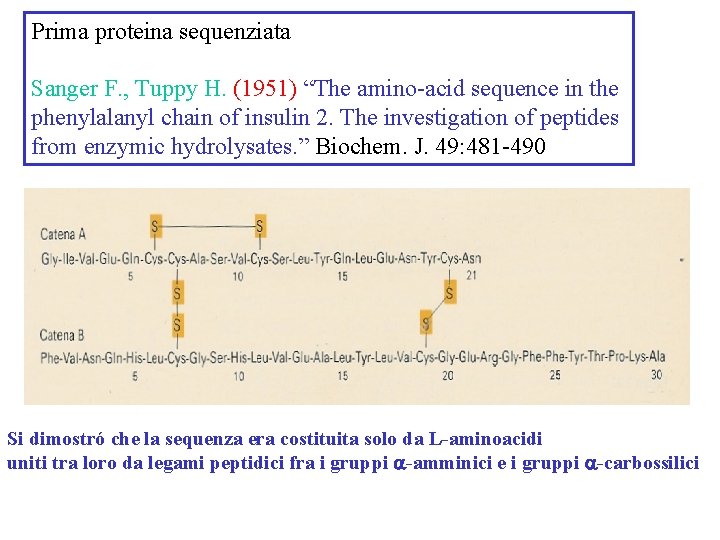 Prima proteina sequenziata Sanger F. , Tuppy H. (1951) “The amino-acid sequence in the