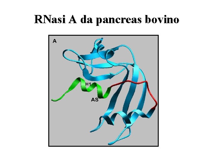 RNasi A da pancreas bovino 