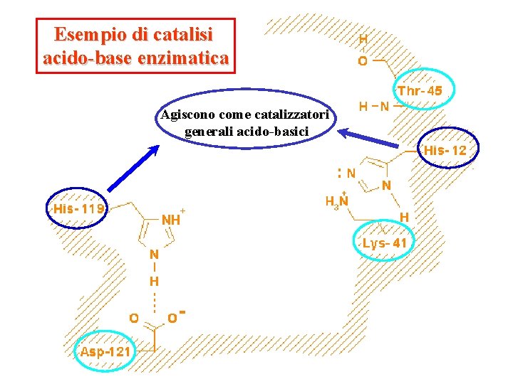 Esempio di catalisi acido-base enzimatica Agiscono come catalizzatori generali acido-basici 