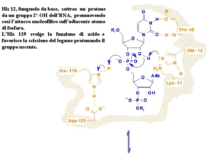 His 12, fungendo da base, sottrae un protone da un gruppo 2’-OH dell’RNA, promuovendo