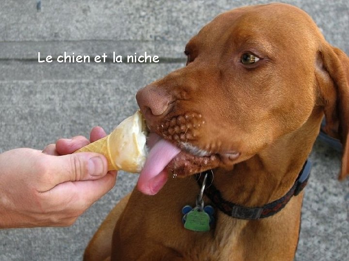 Le chien et la niche 