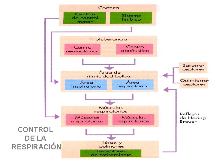 CONTROL DE LA RESPIRACIÓN CONTROL DE LA RESPIRACIÓN