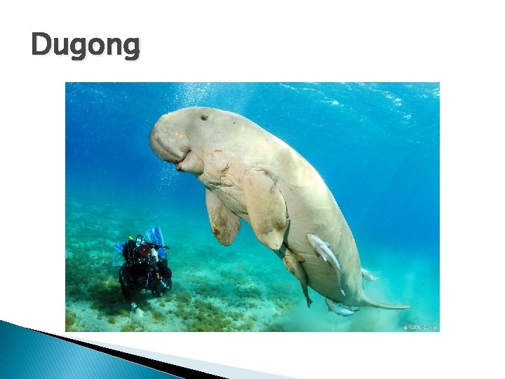 Dugong 