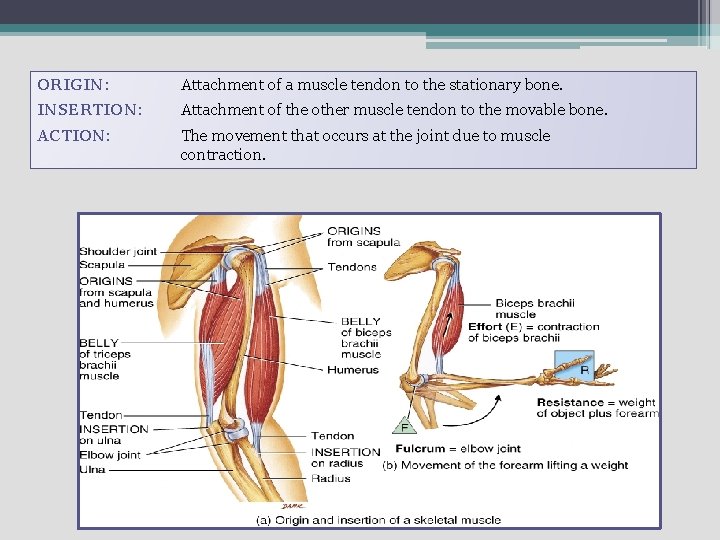 ORIGIN: Attachment of a muscle tendon to the stationary bone. INSERTION: Attachment of the