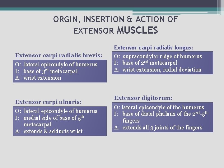 ORGIN, INSERTION & ACTION OF EXTENSOR MUSCLES Extensor carpi radialis longus: Extensor carpi radialis