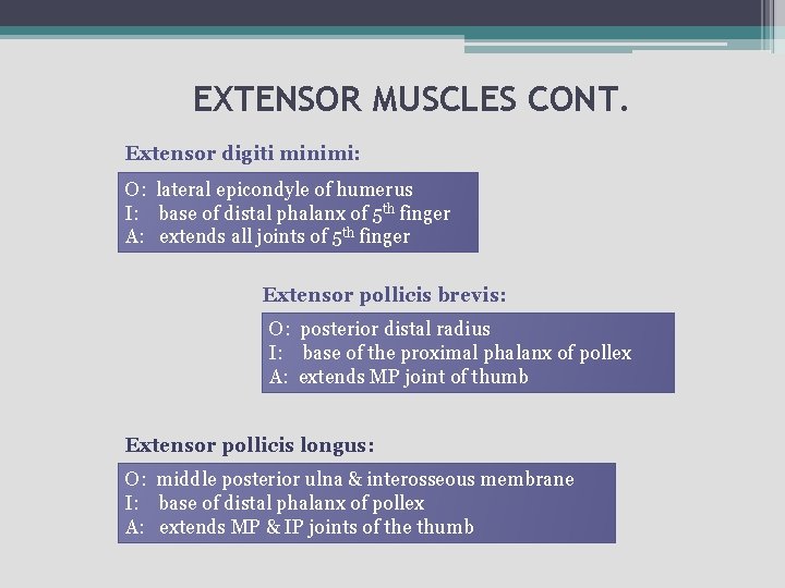 EXTENSOR MUSCLES CONT. Extensor digiti minimi: O: lateral epicondyle of humerus I: base of
