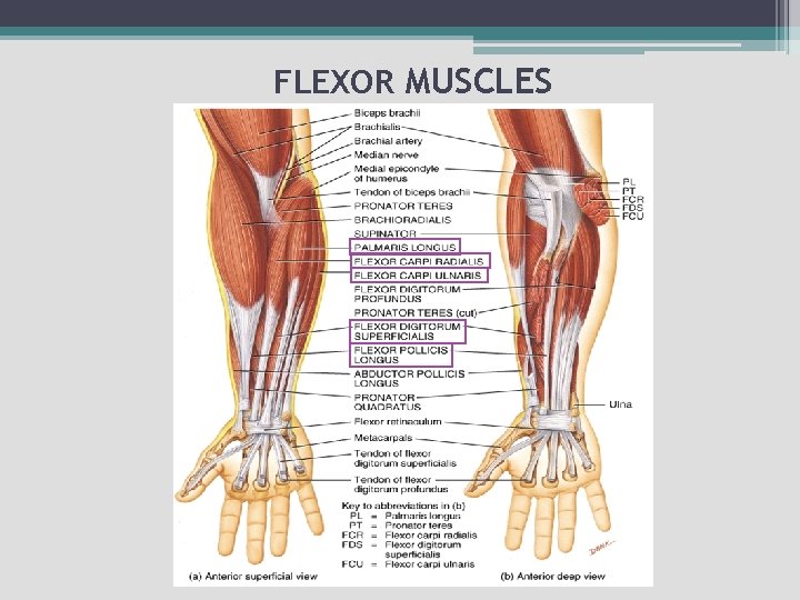 FLEXOR MUSCLES 